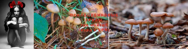 твердый Касимов